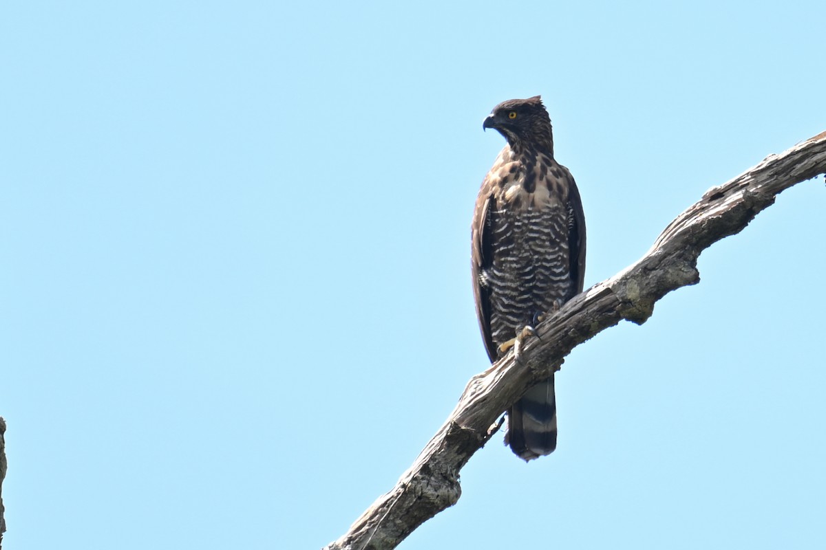 Sulawesi Hawk-Eagle - ML592846711