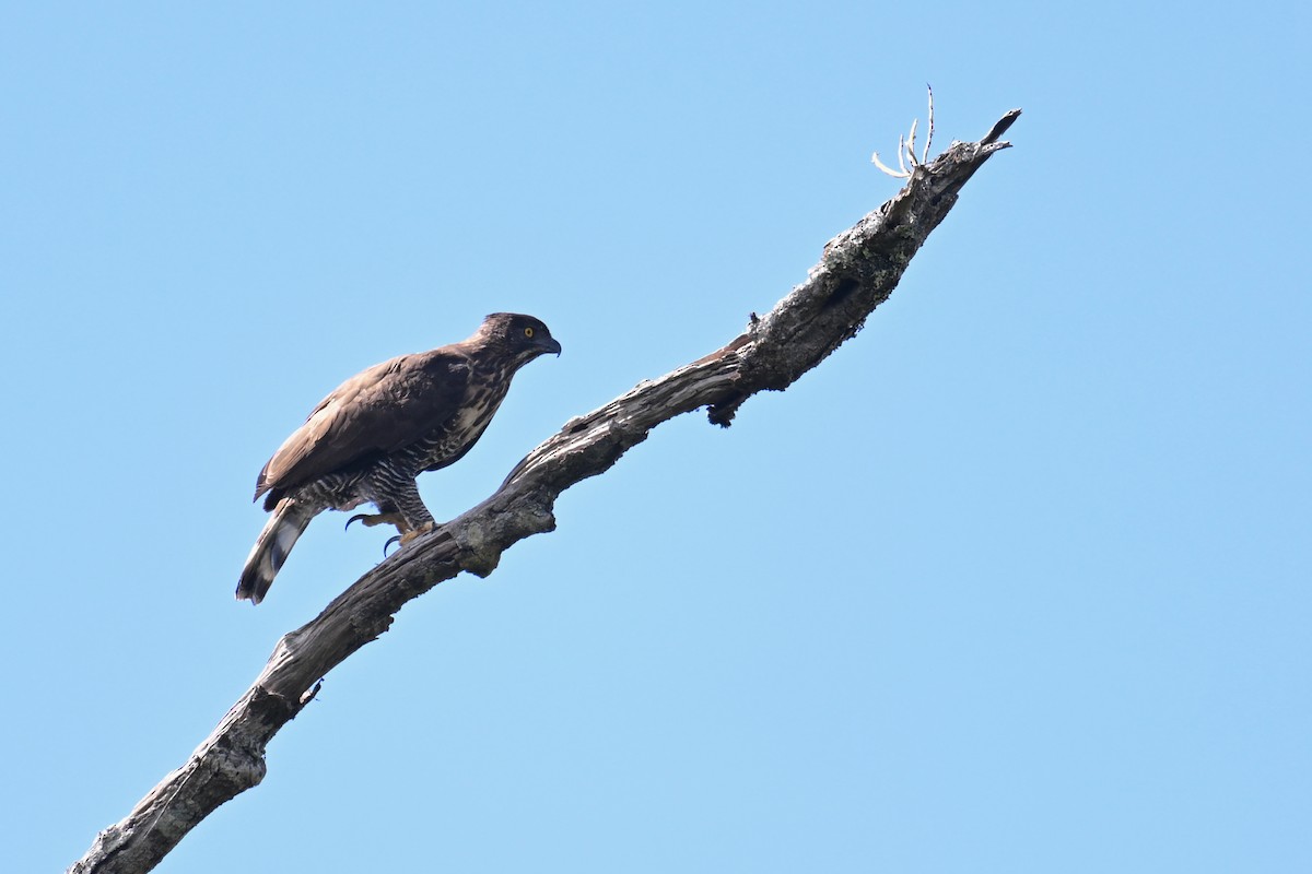Sulawesi Hawk-Eagle - ML592846741