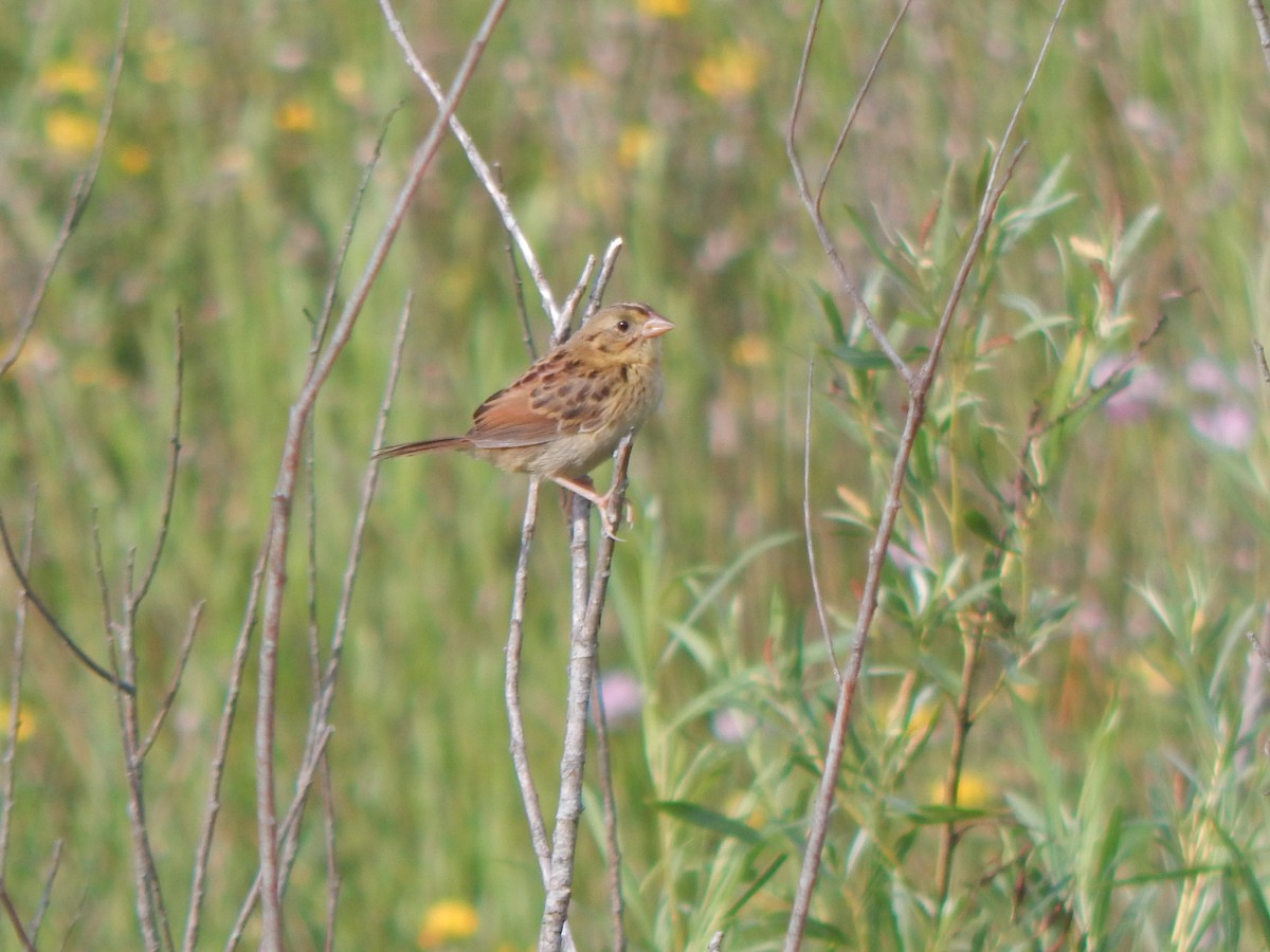Grasshopper Sparrow - ML592848911