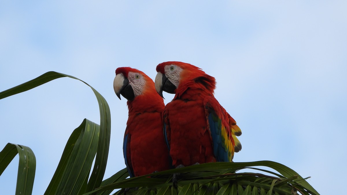 Scarlet Macaw - ML592850171