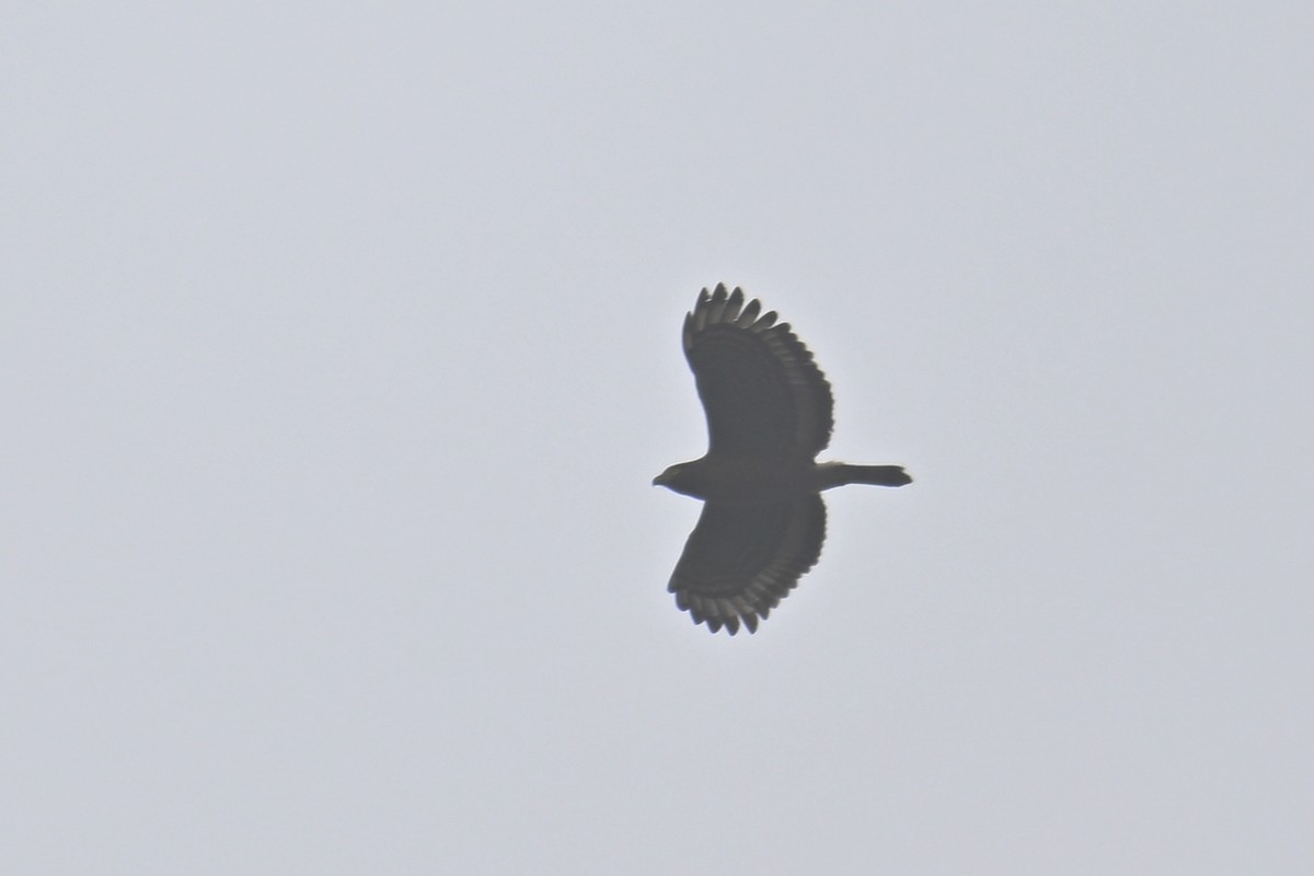 Sulawesi Serpent-Eagle - ML592850221