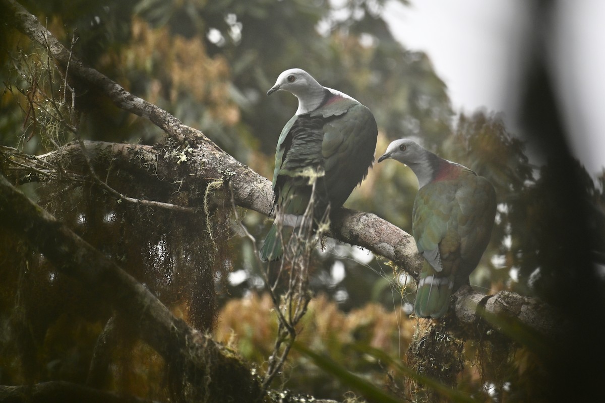 Gray-headed Imperial-Pigeon - Ting-Wei (廷維) HUNG (洪)