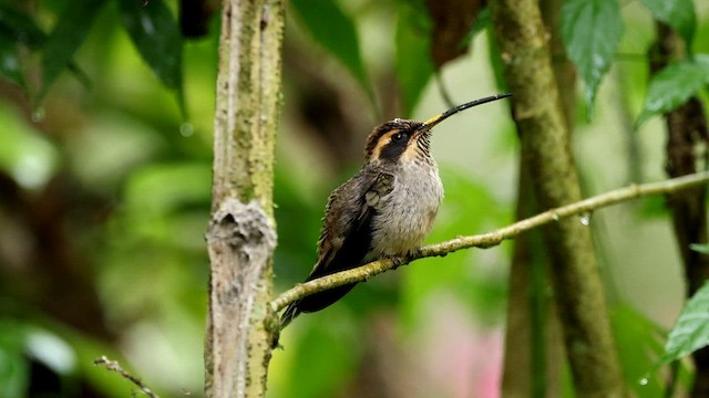Scale-throated Hermit - ML592853361