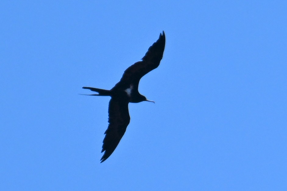 Lesser Frigatebird - ML592853691
