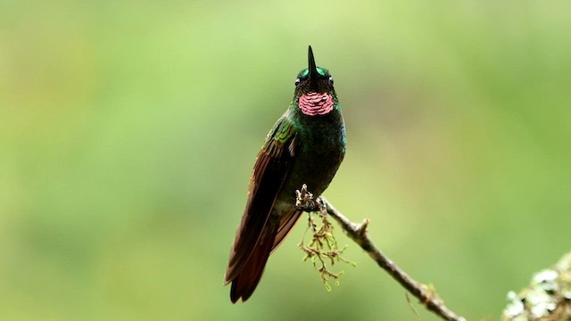 kolibřík brazilský - ML592853841