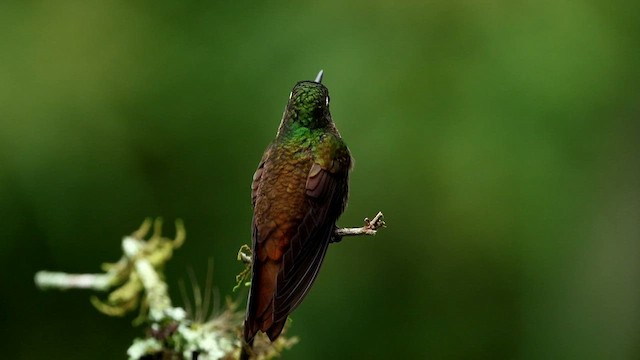 kolibřík brazilský - ML592854111