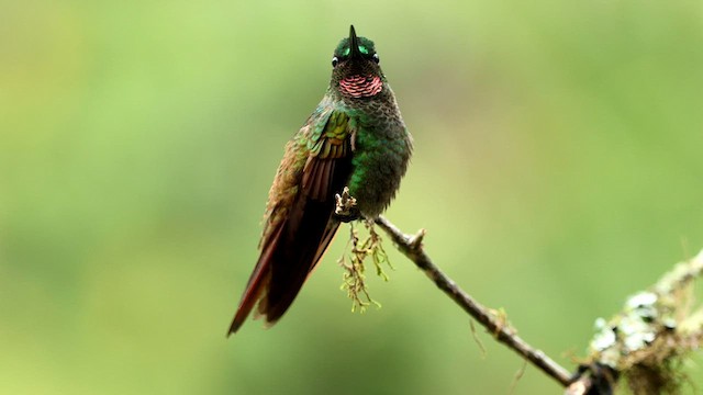 kolibřík brazilský - ML592854871