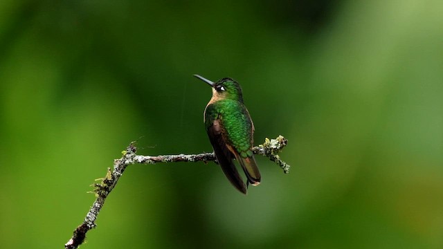 kolibřík brazilský - ML592854901