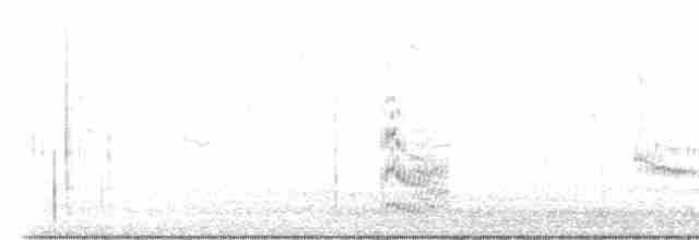 Forster's Tern - ML592854941