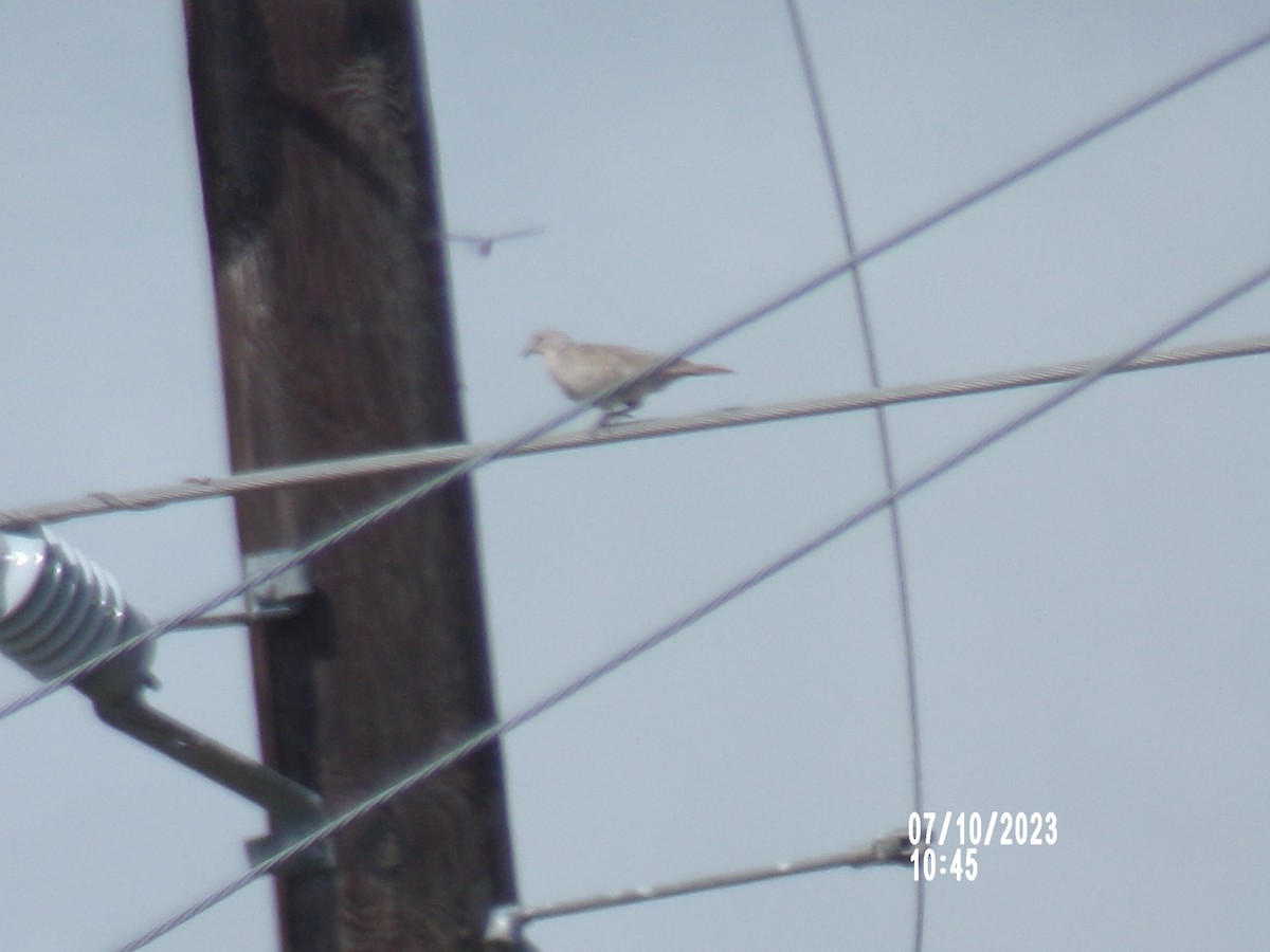 eBird Checklist 10 Jul 2023 John Paul Landing ParkEnvironmental