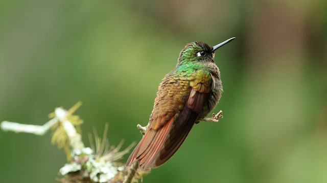 kolibřík brazilský - ML592855281