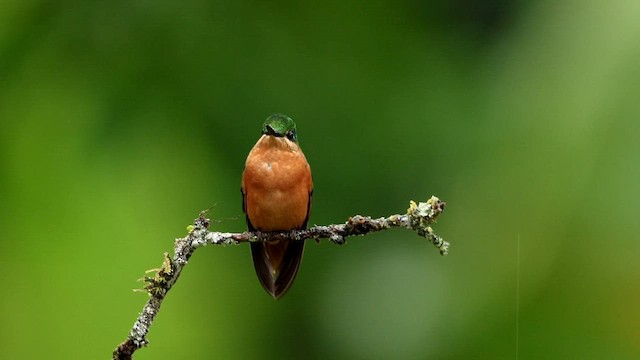 kolibřík brazilský - ML592855291