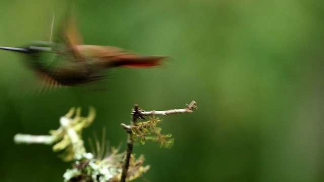 kolibřík brazilský - ML592855371