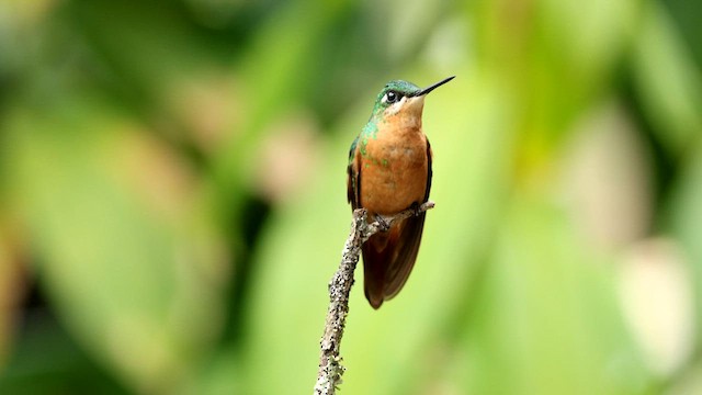 kolibřík brazilský - ML592855481