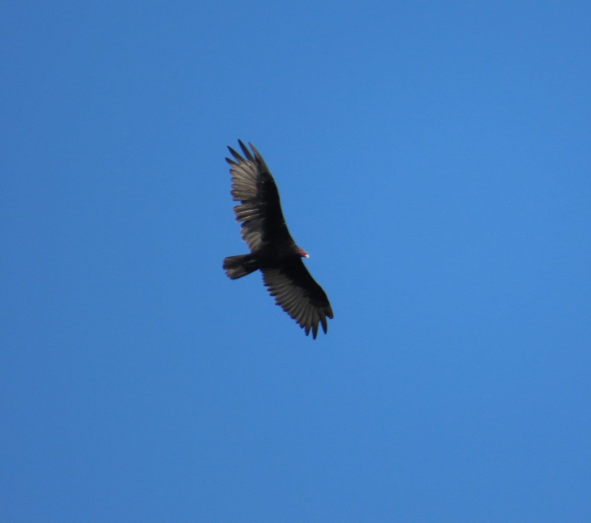 Turkey Vulture - ML592855661