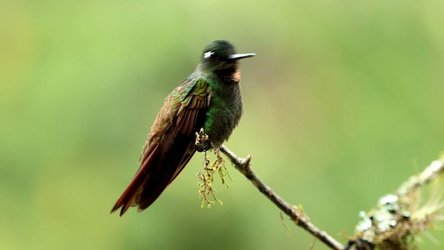 kolibřík brazilský - ML592858071