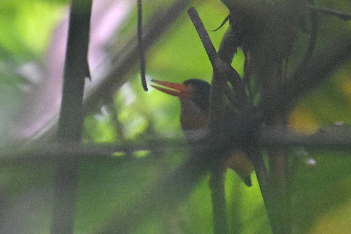 Moluccan Dwarf-Kingfisher - ML592858701