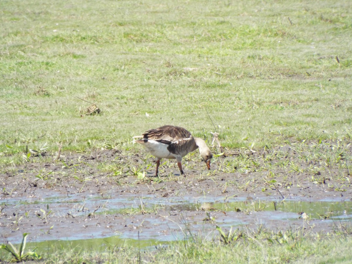 Greater White-fronted Goose - ML59285921