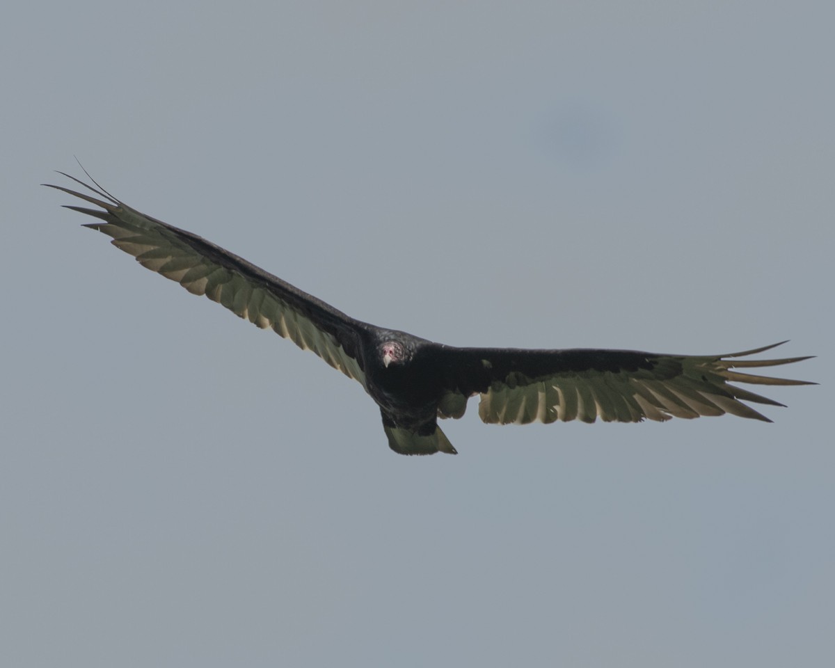 Turkey Vulture - ML592861581