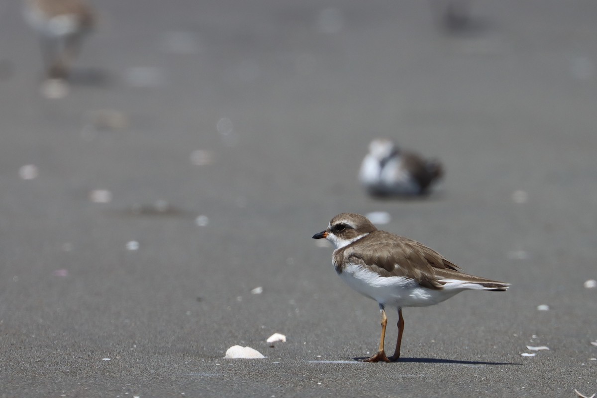 Semipalmated Plover - ML592864501