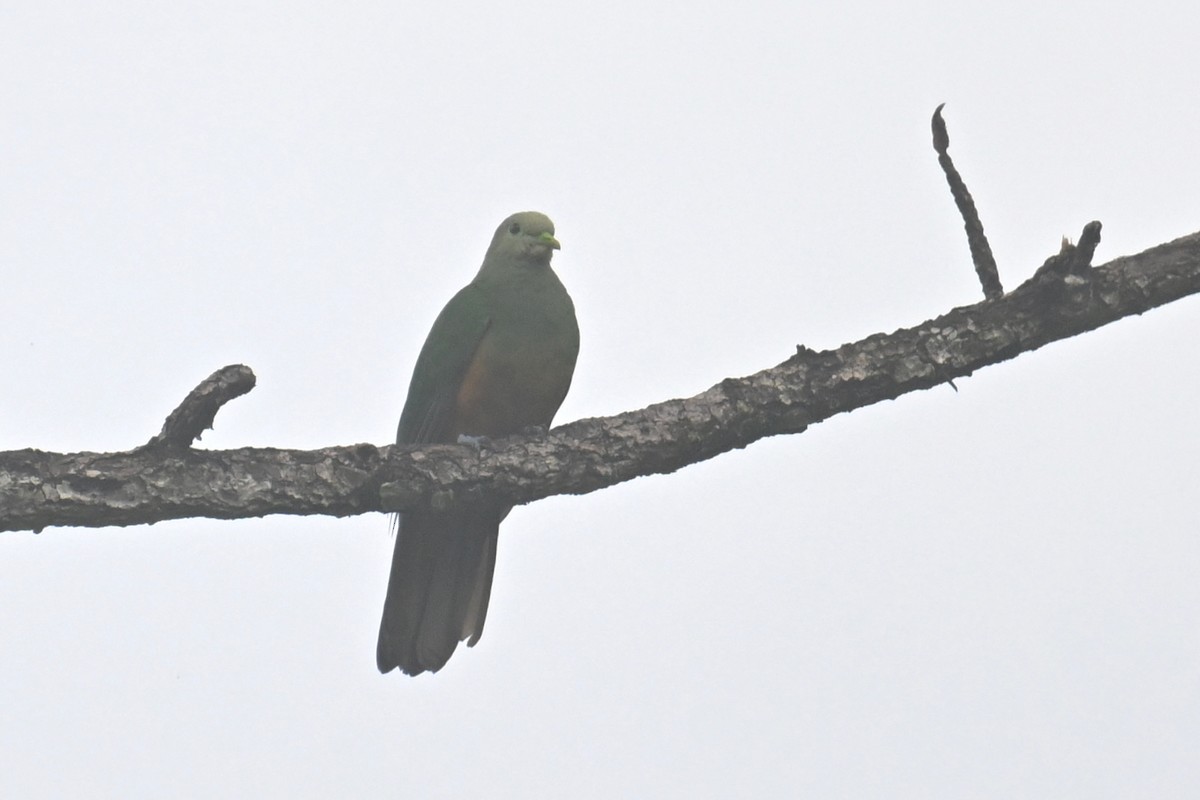 Scarlet-breasted Fruit-Dove - ML592865731