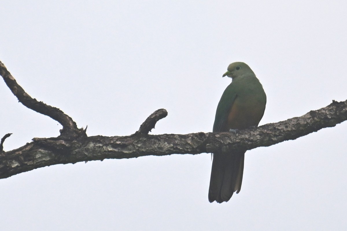 Scarlet-breasted Fruit-Dove - ML592865761