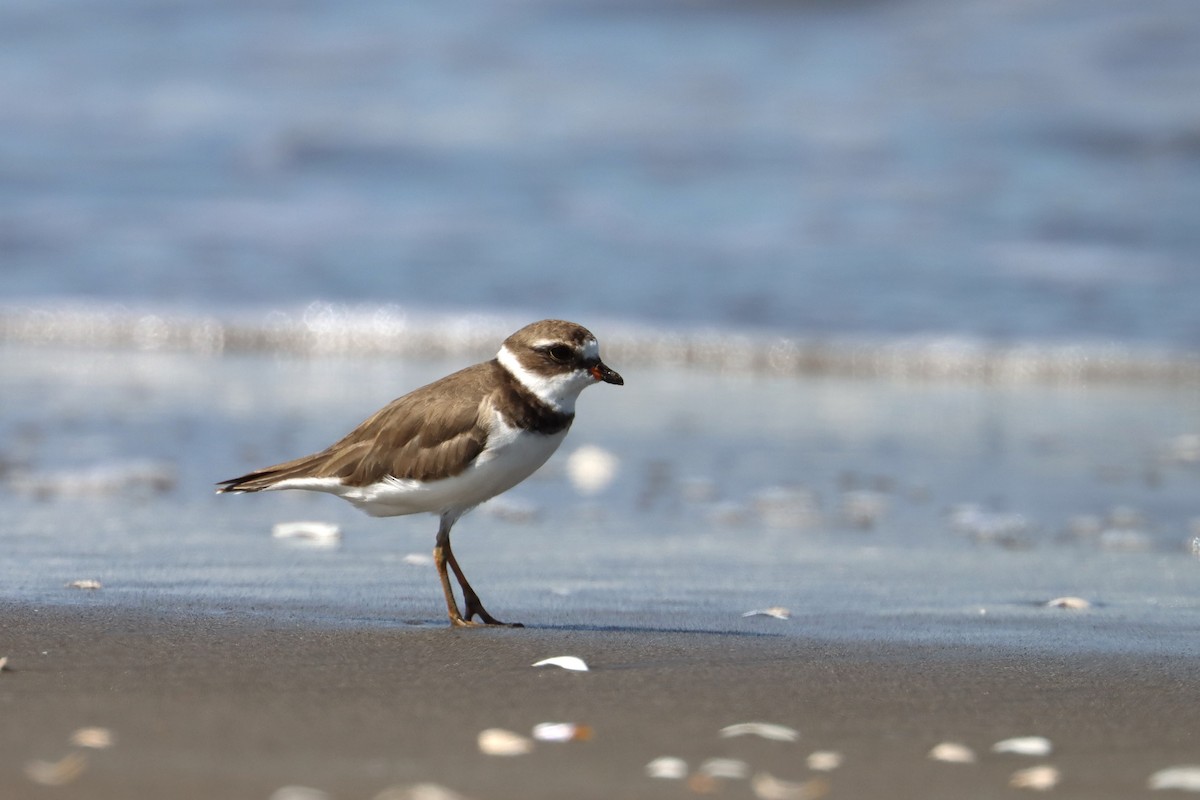 Semipalmated Plover - ML592865971