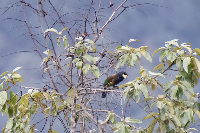 Great Barbet — photographed by Sayantan Ghosh