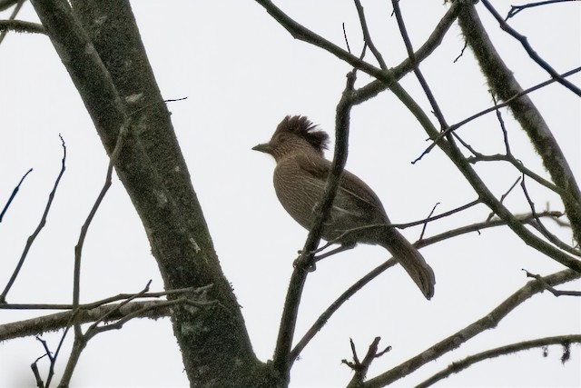 Striated Laughingthrush — photographed by Sayantan Ghosh
