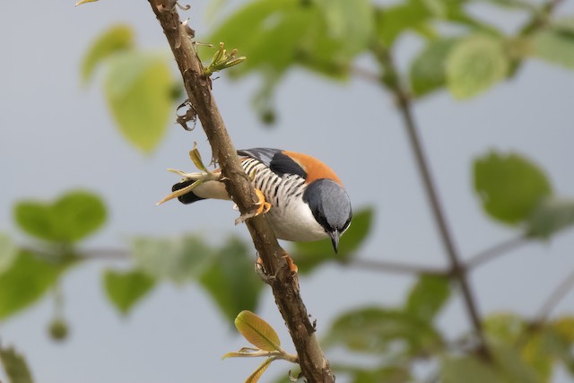 Himalayan Cutia — photographed by Sayantan Ghosh