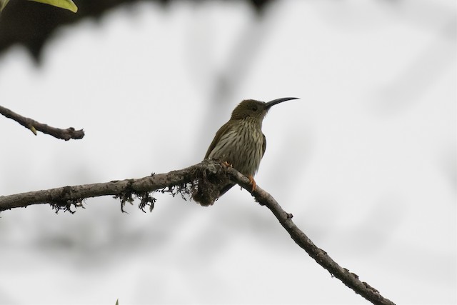 Streaked Spiderhunter — photographed by Sayantan Ghosh