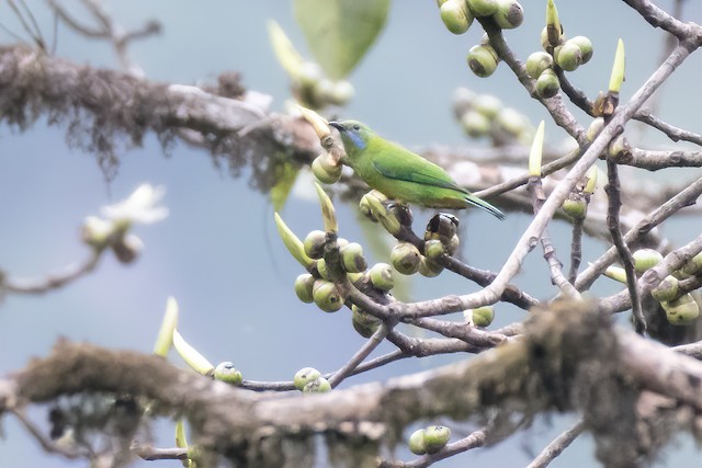 Orange-bellied Leafbird (Orange-bellied Chloropsis) — photographed by Sayantan Ghosh
