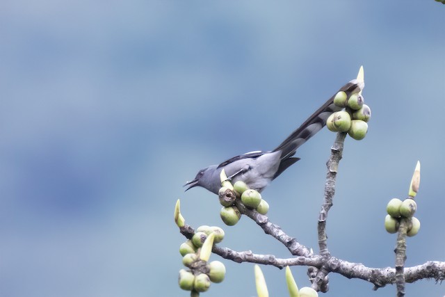 Long-tailed Sibia — photographed by Sayantan Ghosh