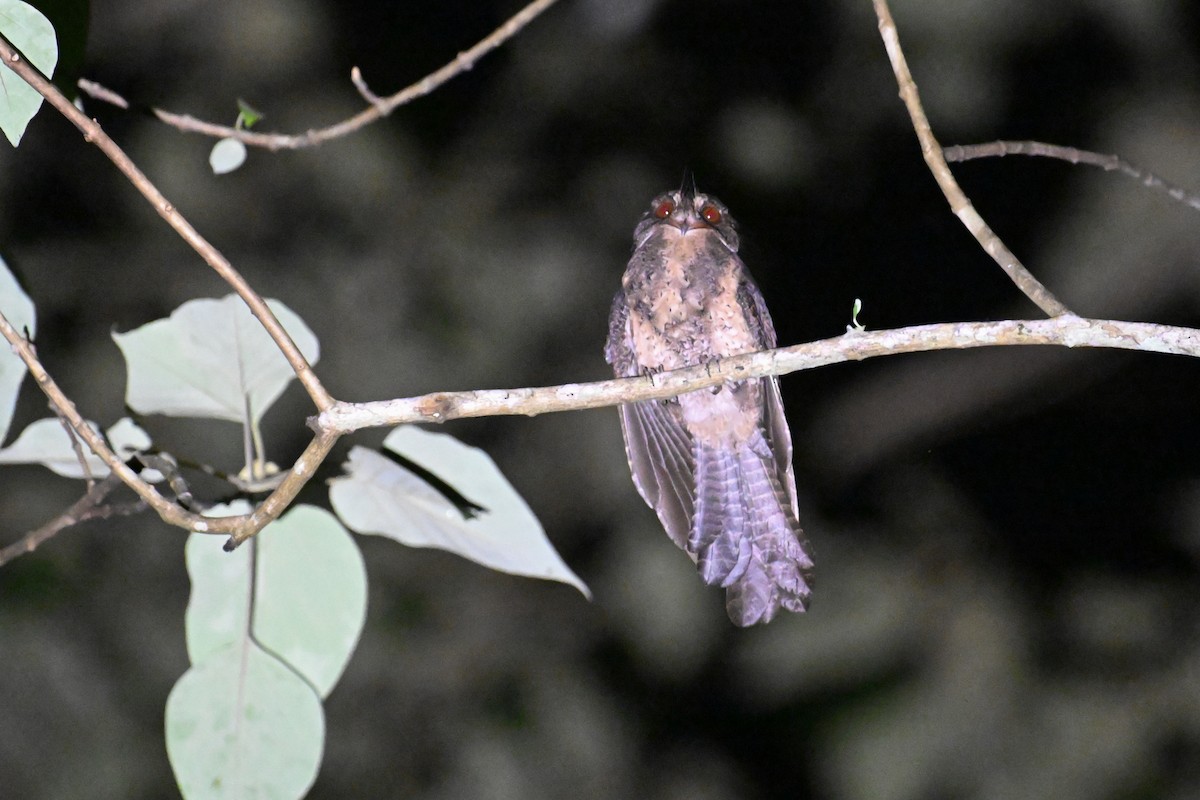 Moluccan Owlet-nightjar - ML592867601
