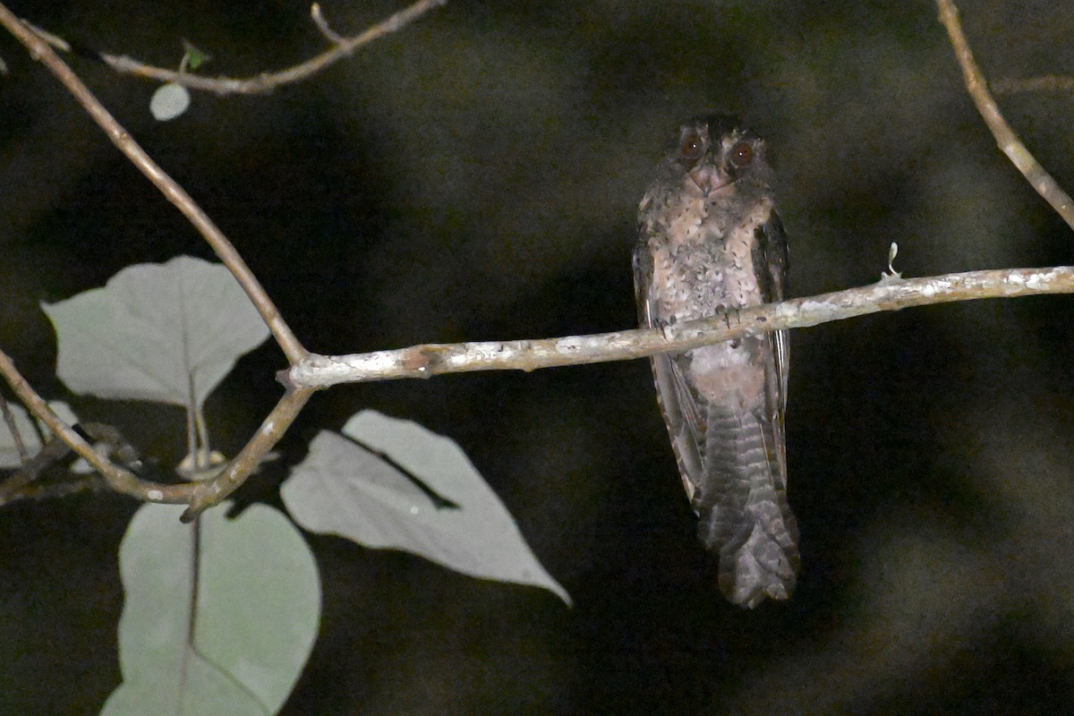 Moluccan Owlet-nightjar - ML592867611