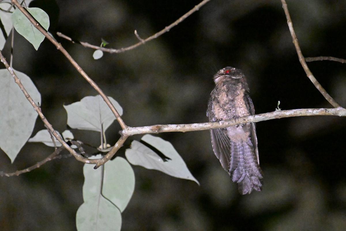 Moluccan Owlet-nightjar - ML592867621