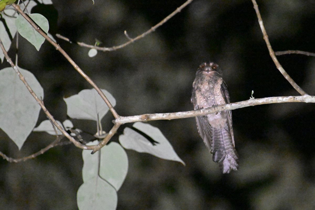 Moluccan Owlet-nightjar - ML592867631