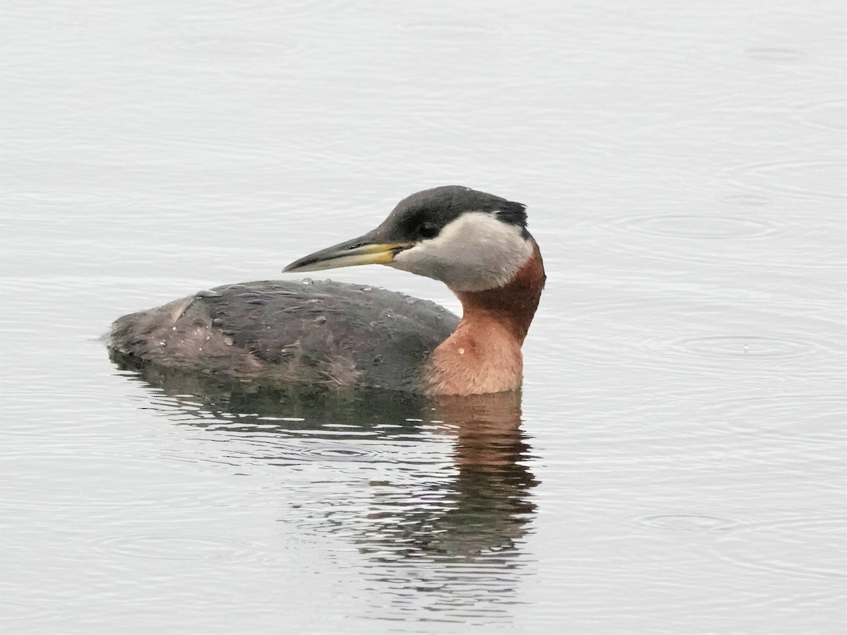 Red-necked Grebe - ML592872281