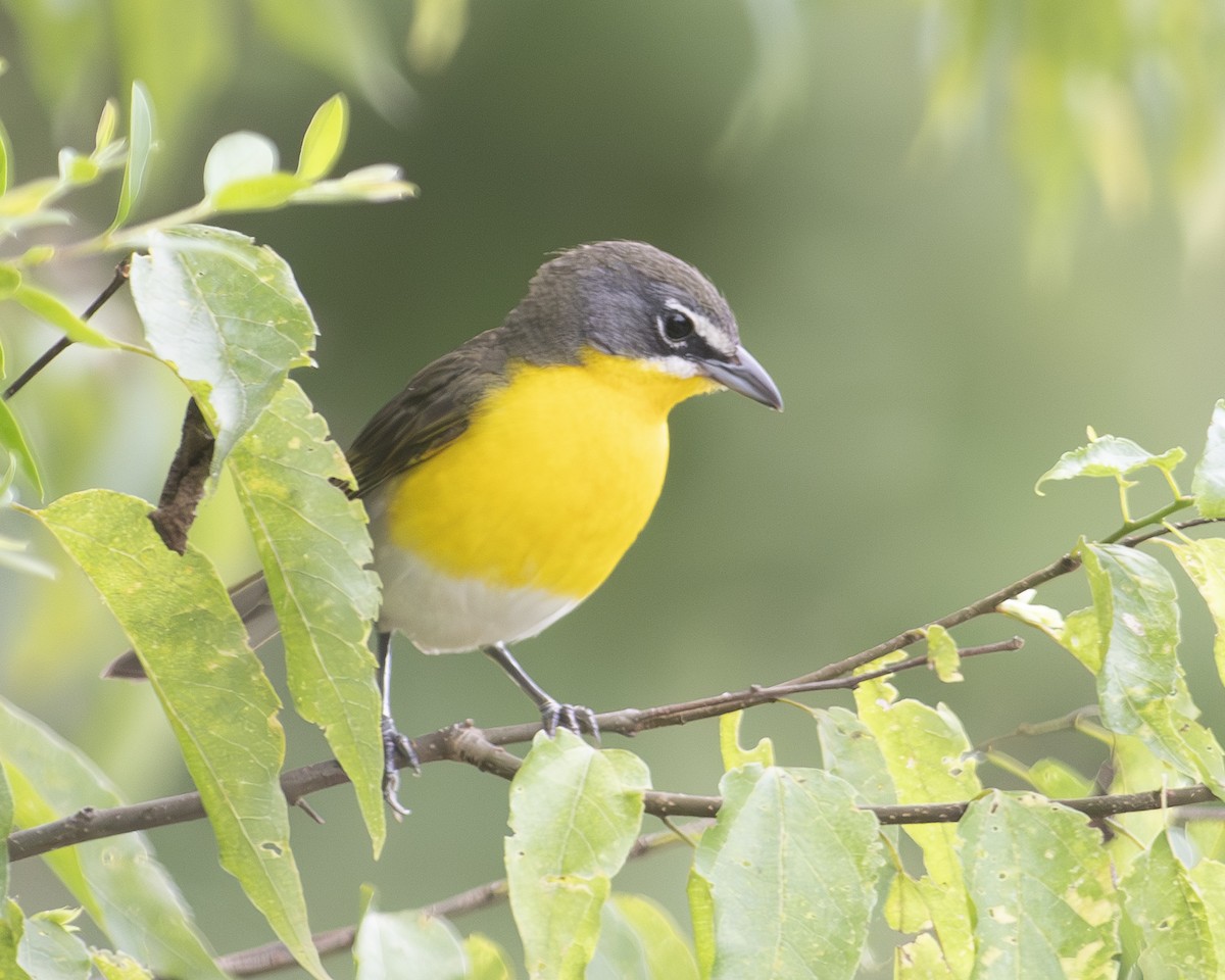 Yellow-breasted Chat - ML592876491