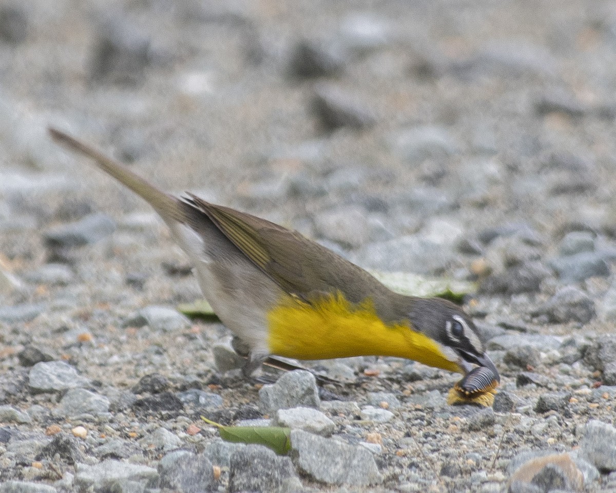 Yellow-breasted Chat - ML592876511