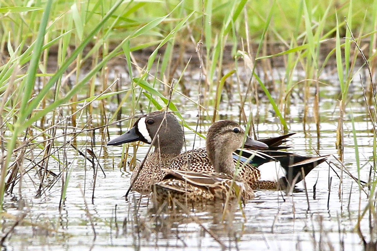 Blue-winged Teal - ML59287991