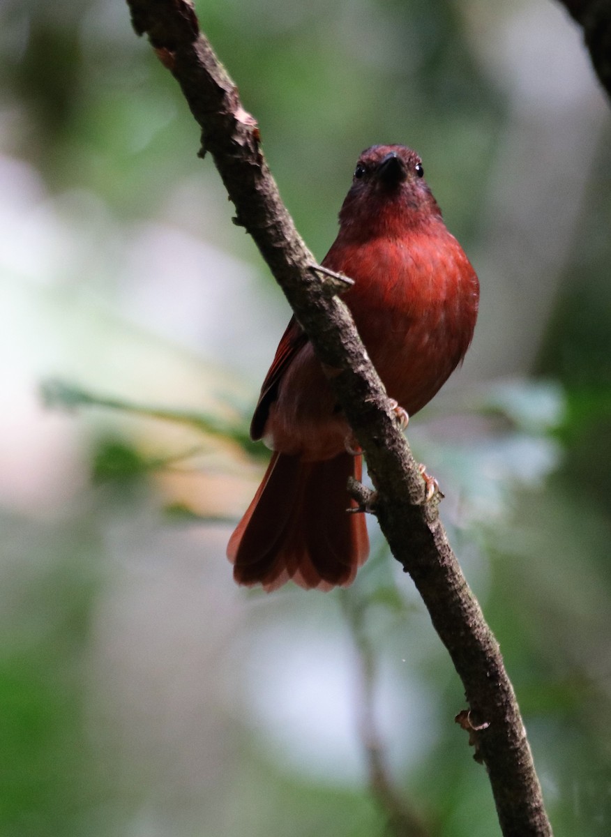 Red-crowned Ant-Tanager - ML592881711