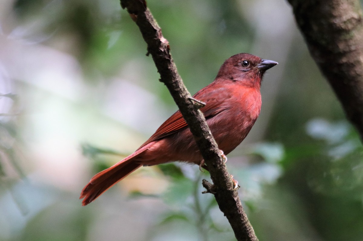 Red-crowned Ant-Tanager - ML592881731