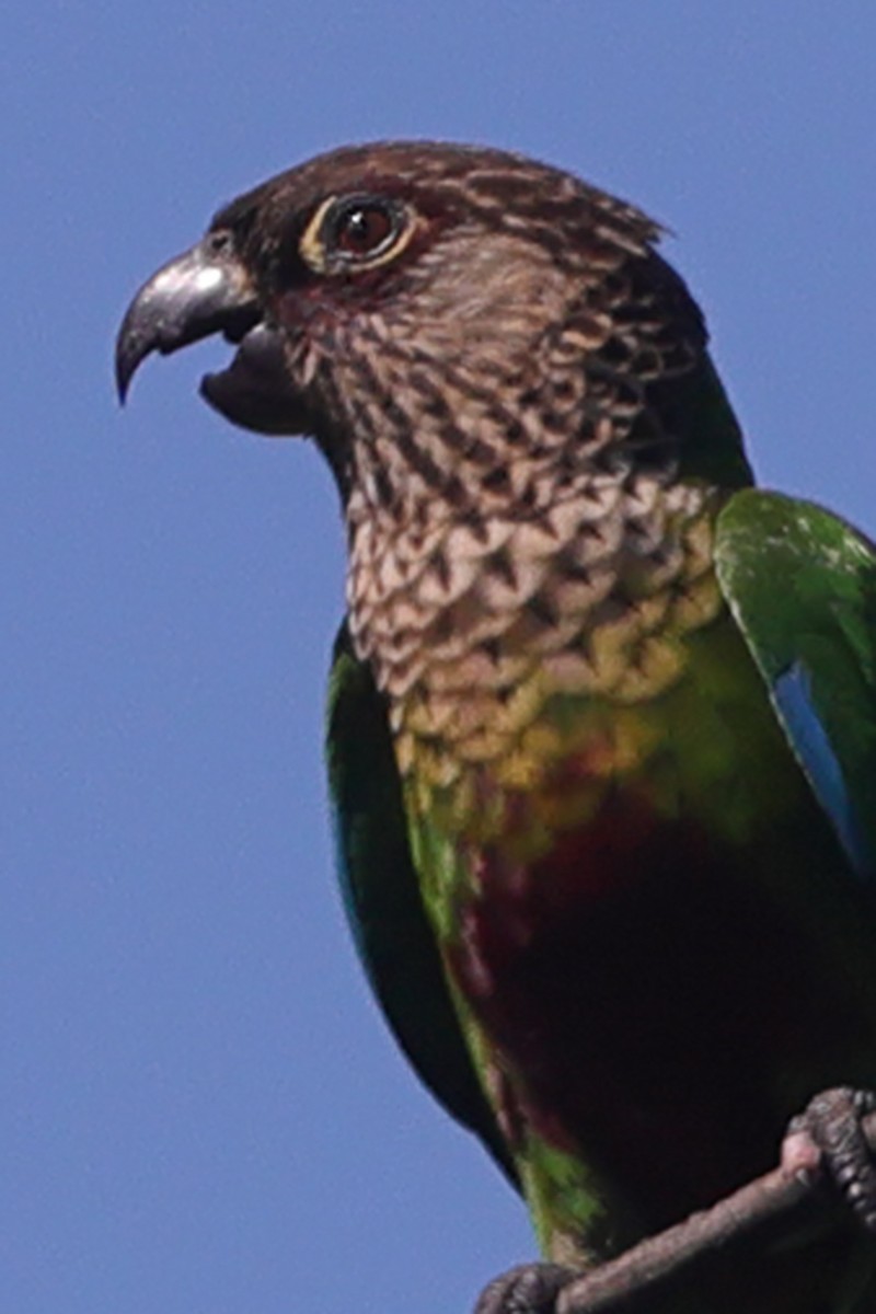 Santarem Parakeet (Madeira) - ML592886041