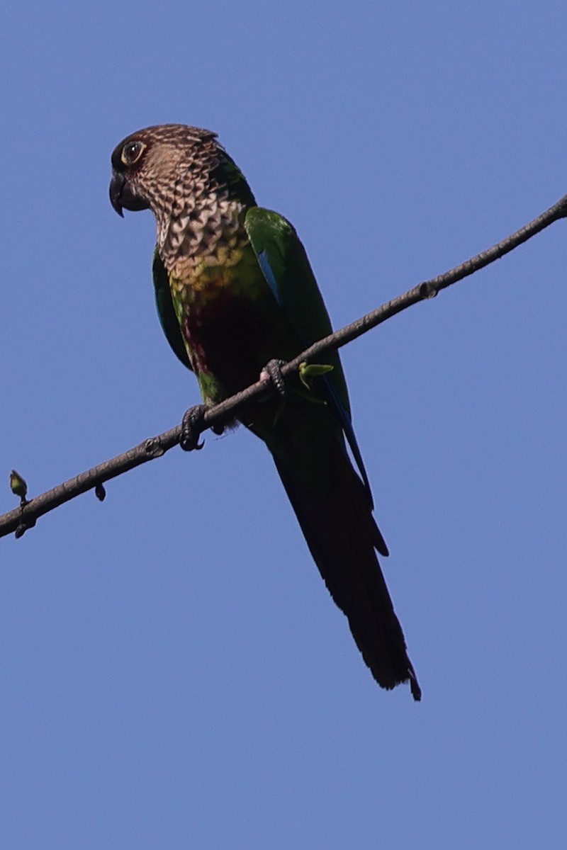 Santarem Parakeet (Madeira) - ML592886071