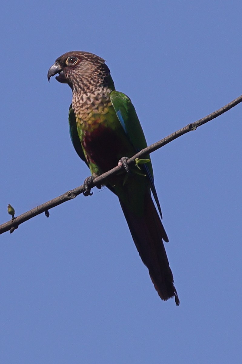 Santarem Parakeet (Madeira) - ML592886141