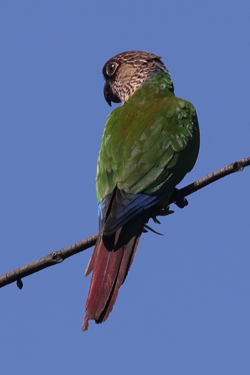 Santarem Parakeet (Madeira) - ML592886161