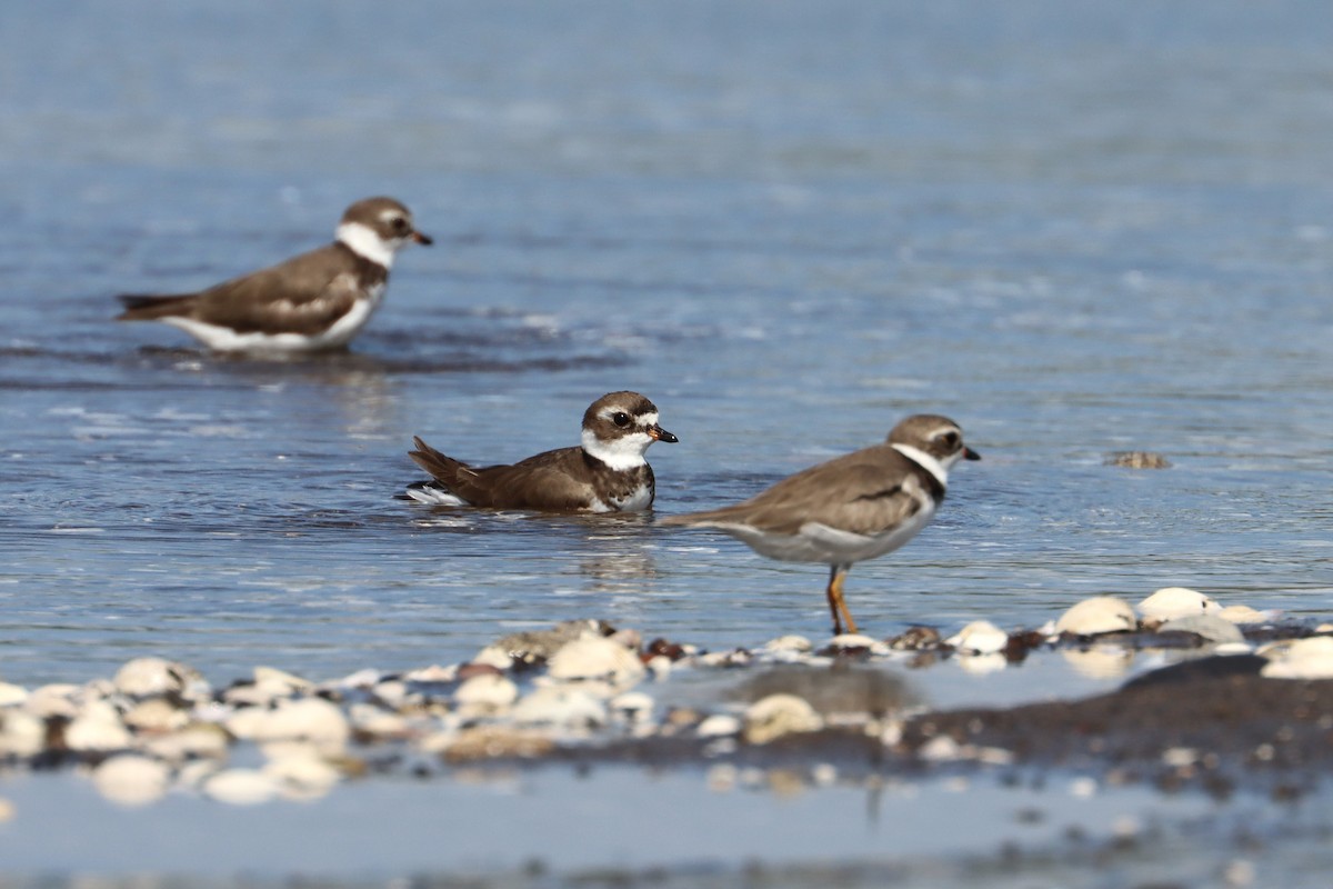 Semipalmated Plover - ML592887811