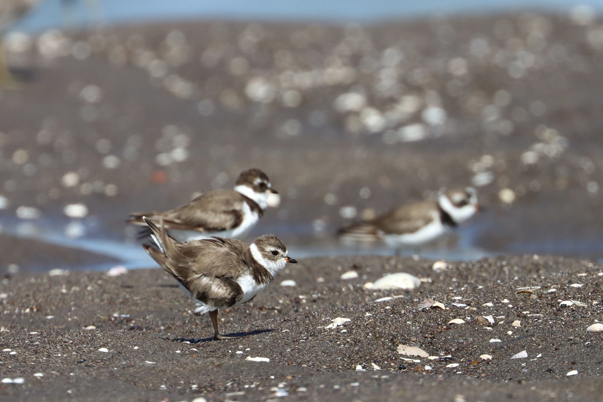 Semipalmated Plover - ML592889661