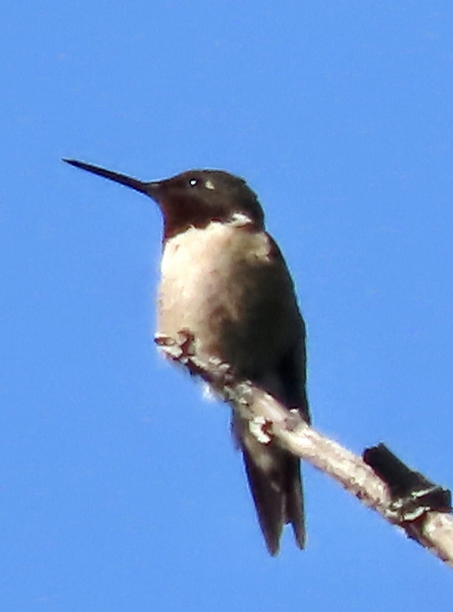 Ruby-throated Hummingbird - ML592891001